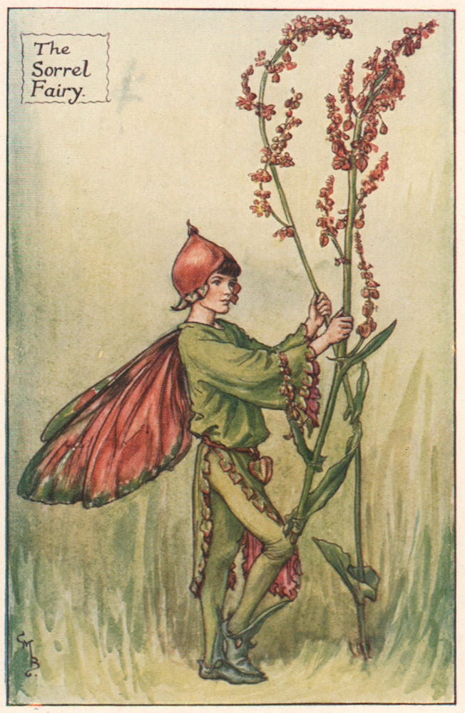 Sorrel Fairy by Cicely Mary Barker. Summer Flower Fairies c1935 old print